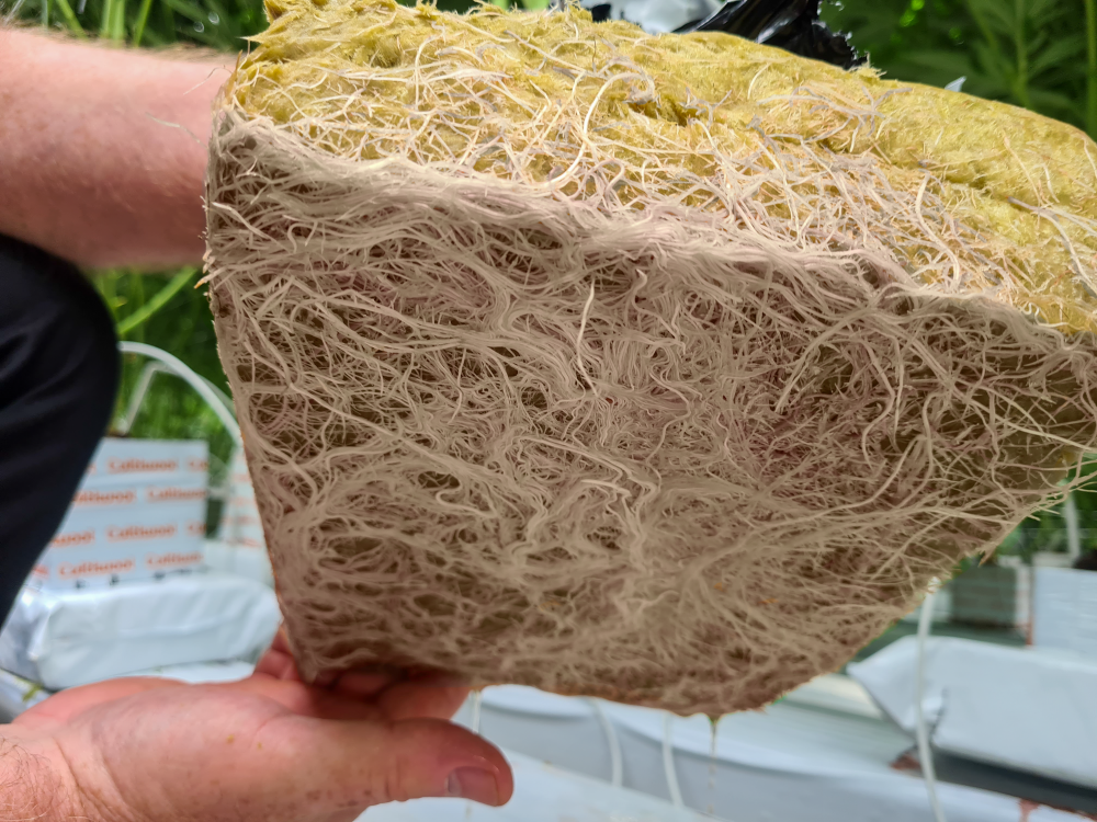 witte wortels culitwool